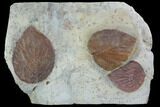 Fossil Leaves (Beringiaphyllum, Davidia) - Montana #101890-1